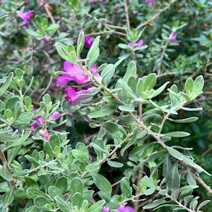 Texas Ranger/ Texas Sage -5- Un-Rooted Cuttings