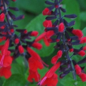 Texas Sage 'Forest Fire' (Salvia coccinea) Seeds - Cut or Dried Flowers Seeds