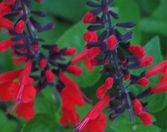 Texas Sage 'Forest Fire' (Salvia coccinea) Seeds - Cut or Dried Flowers Seeds