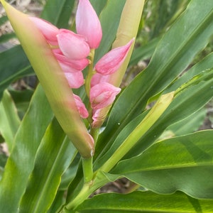 SHELL GINGER Alpinia zerumbet Plant / Rhizome - Two Rhizomes