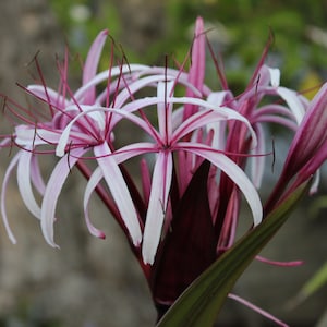 Queen Emma Plant - Etsy