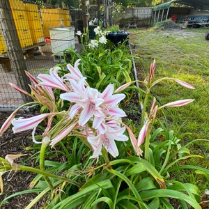 Milk and Wine Lily Crinum Plant / No Pot