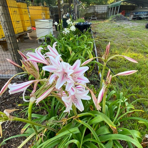 Milk and Wine Lily Crinum Plant - Two for Sixteen