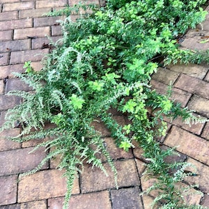 Mugwort- Artemisia Vulgaris Variegated Limelight - Rooted Plant