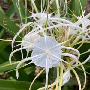 Hymenocallis Liriosome - Mangrove Spider Lily, Beach Lily (Bare Root)