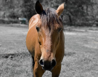 Custom Horse Portrait Personalized Horse Gift Horse Memorial Gift Custom Horse Decor Horse Wall Art Custom Horse Gift Custom Horse Portrait