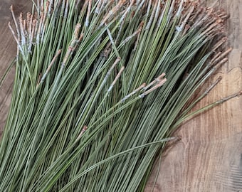 Half Pound of Georgia Long Leaf Green Needles