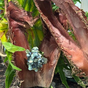 Palm Tree Bark Home Decor/Floral Arrangements/Isopods