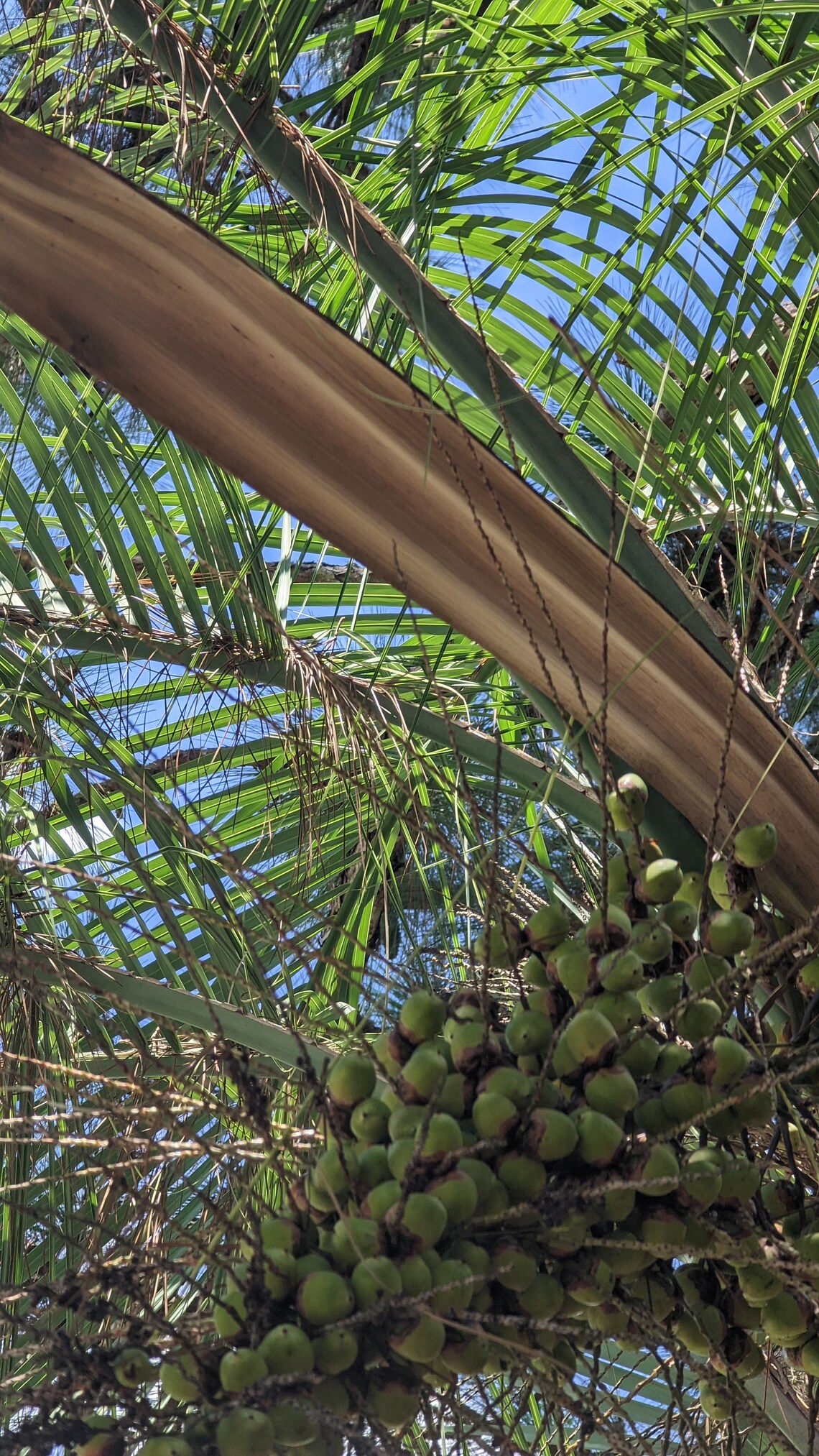 Palm Tree Seed Pod Etsy