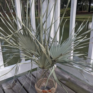 3 Dried Cut Palmetto Leaves Decorations Weddings/Parties/Home Decor