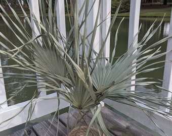 3 Dried Cut Palmetto Leaves Decorations Weddings/Parties/Home Decor