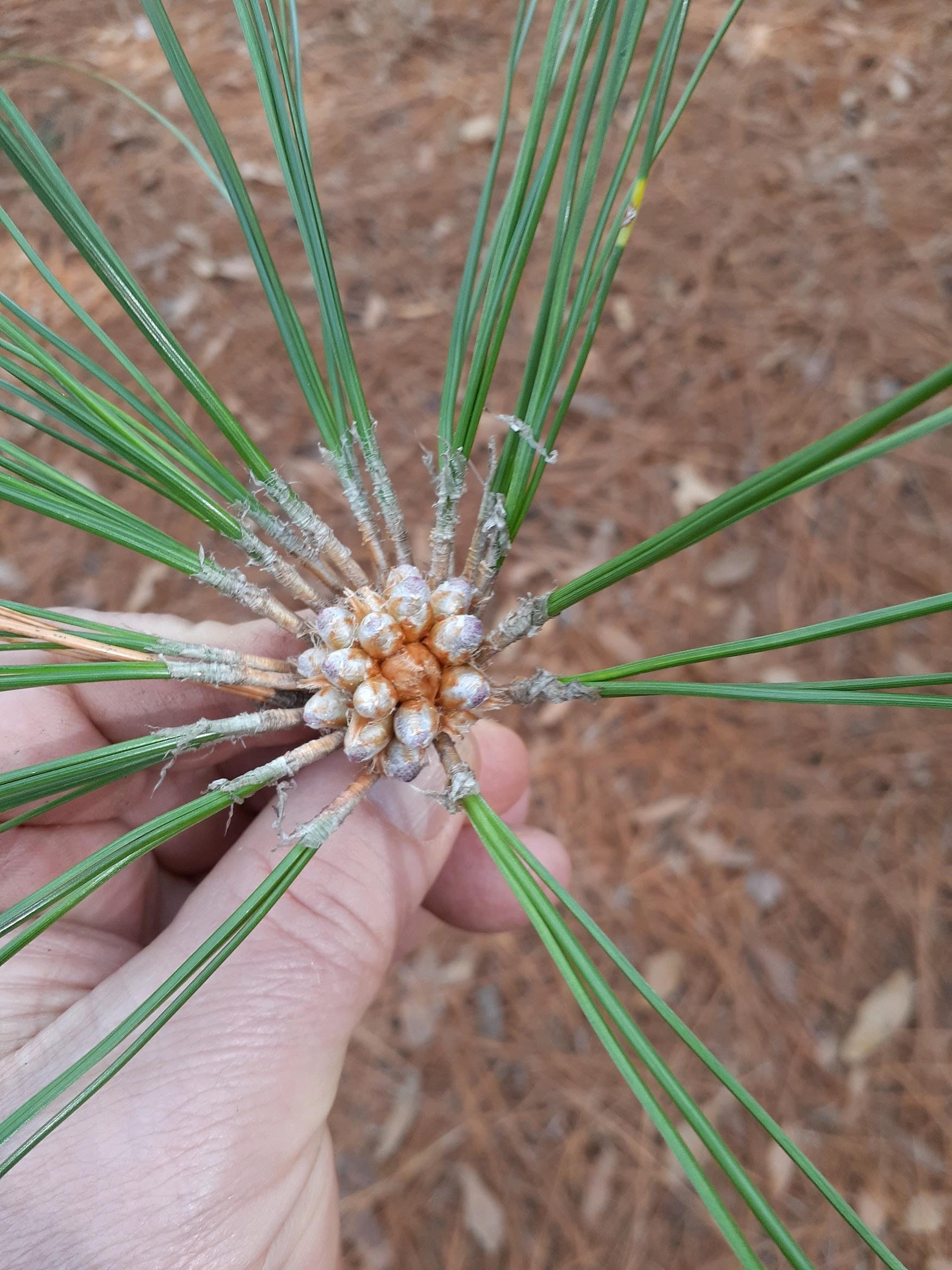 12 Inch/8 oz Long Leaf Pine Straw/Needles. Etsy