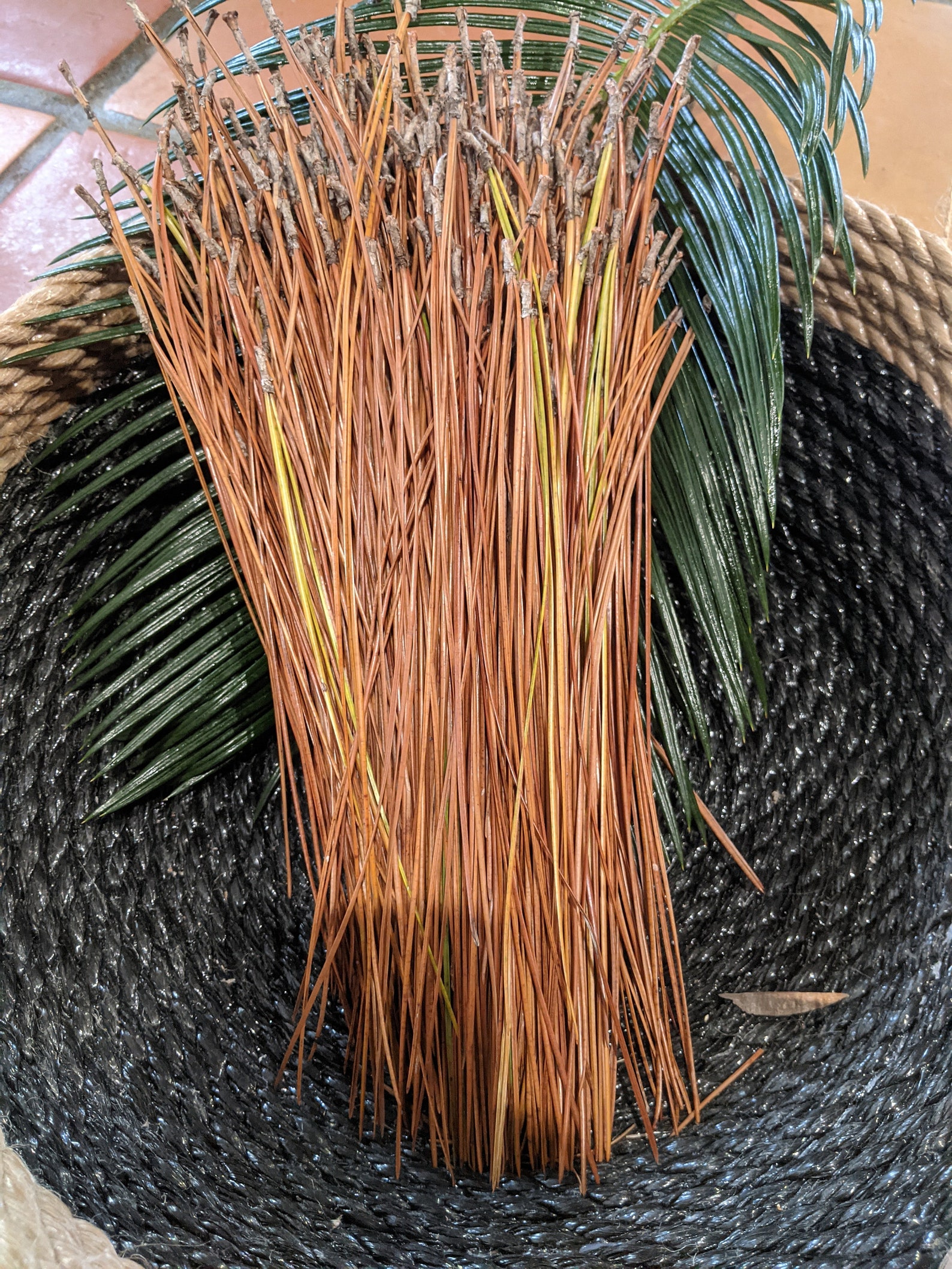 12 Inch/8 oz Long Leaf Pine Straw/Needles. Etsy