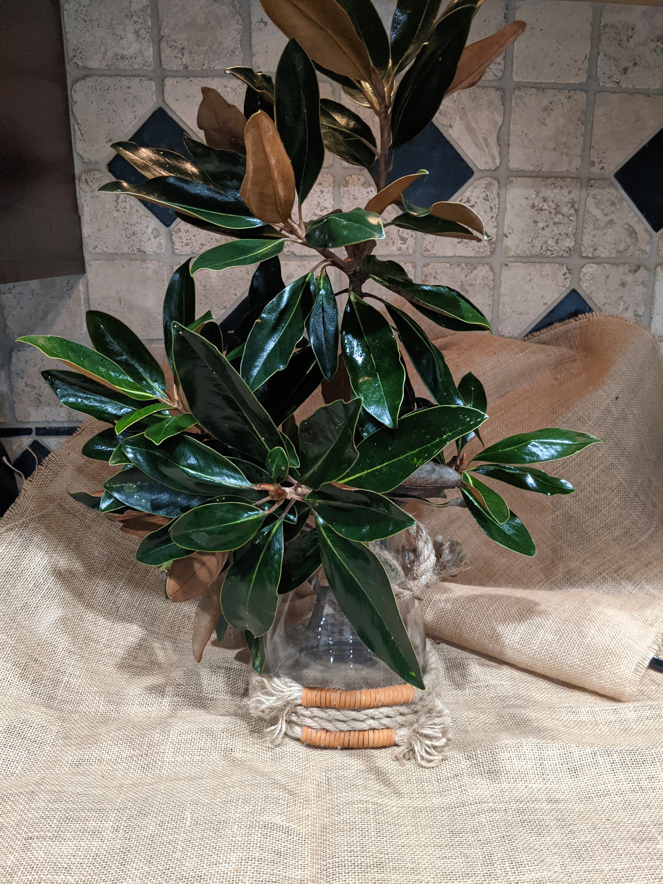 Two South Georgia Dwarf Magnolia Branches/Leaves