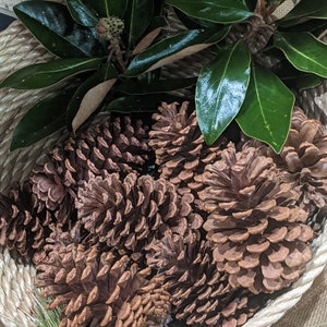 12 South Georgia Pine Cones 4&quot; to 6&quot;