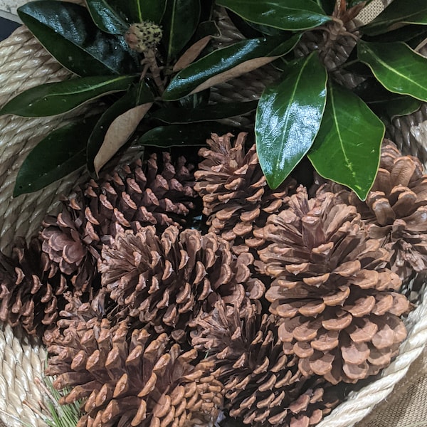 12 South Georgia Pine Cones 4" to 6"