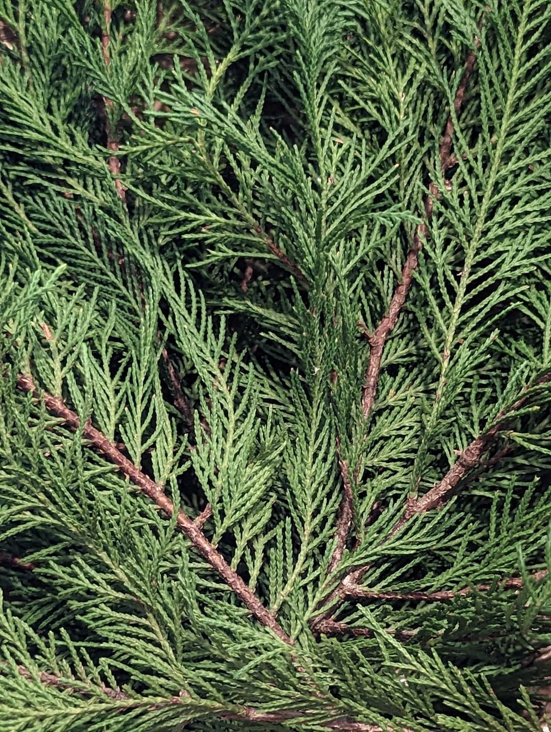 Leyland Cypress Cuttings Etsy