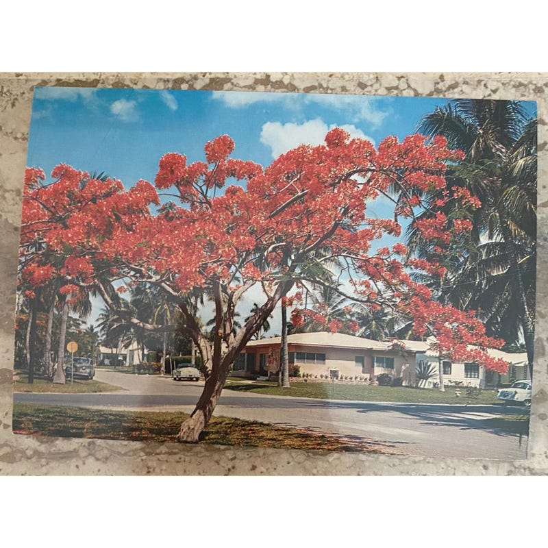 Malcolm Watson Miami Gardens Fl - Il 800x800.7088323755 L1ox