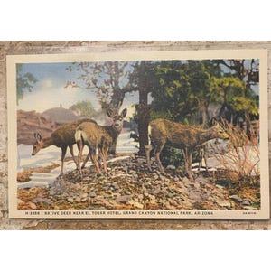 Vintage Fred Harvey Postcard Native Deer Near El Tovar Hotel Grand Canyon National Park Arizona
