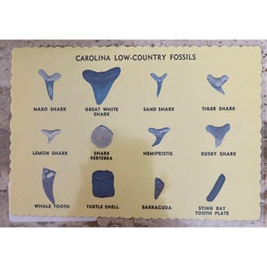 May include: A vintage postcard featuring illustrations of various Carolina Low-Country fossils. The card displays images of shark teeth, a shark vertebra, a turtle shell, and a sting ray tooth plate, with each item labeled.