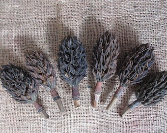 Dried Magnolia seed cones, Magnolia seed pods, Magnolia follicles, dried Magnolia cone arrangements, Magnolia crafts