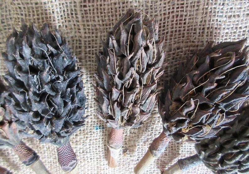 Dried Magnolia Seed Cones, Magnolia Seed Pods, Magnolia Follicles
