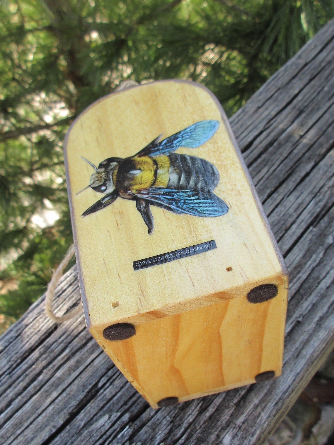 Bug box Insect box Insect collector Critter cage Toy bug Etsy