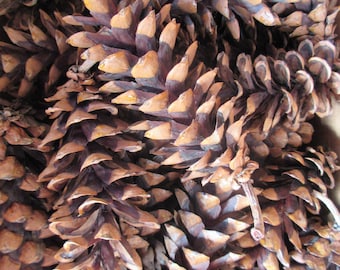 Piñas ecológicas de pino blanco 25 cuentan artesanales listas