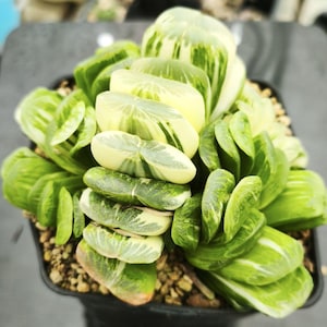 HW277 Haworthia truncata &#39;LIME&#39; REVERSE VARIEGATED real plant! Read description!