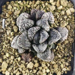 HW090 Haworthia &#39;MORDOR&#39;, read description!