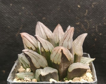 Haworthia atrofusca 'WATERMELON MUTANT' ! Read description!