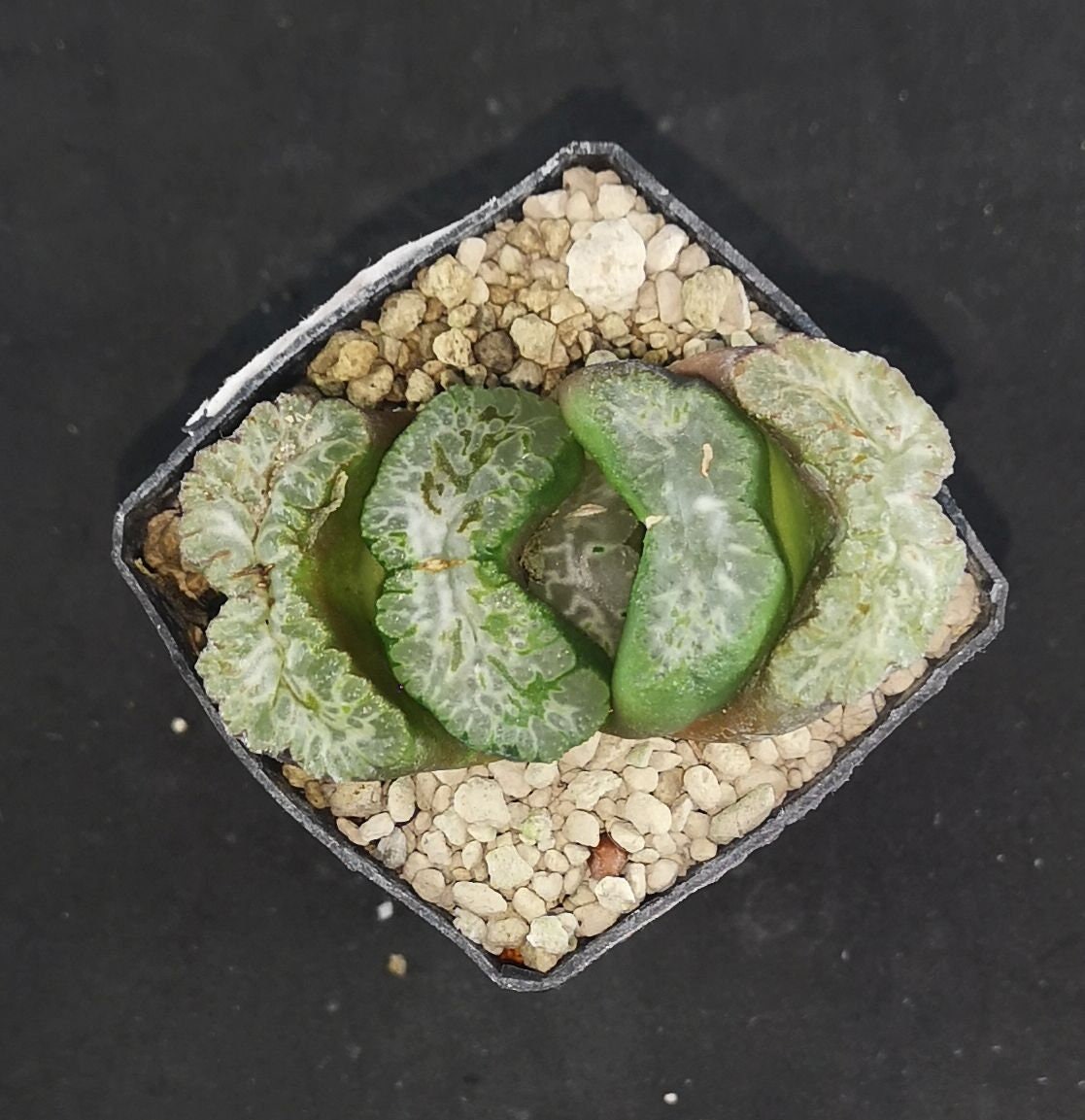 Haworthia Truncata 'ATSUMORI' XXL 5 ! Read Description! - Etsy