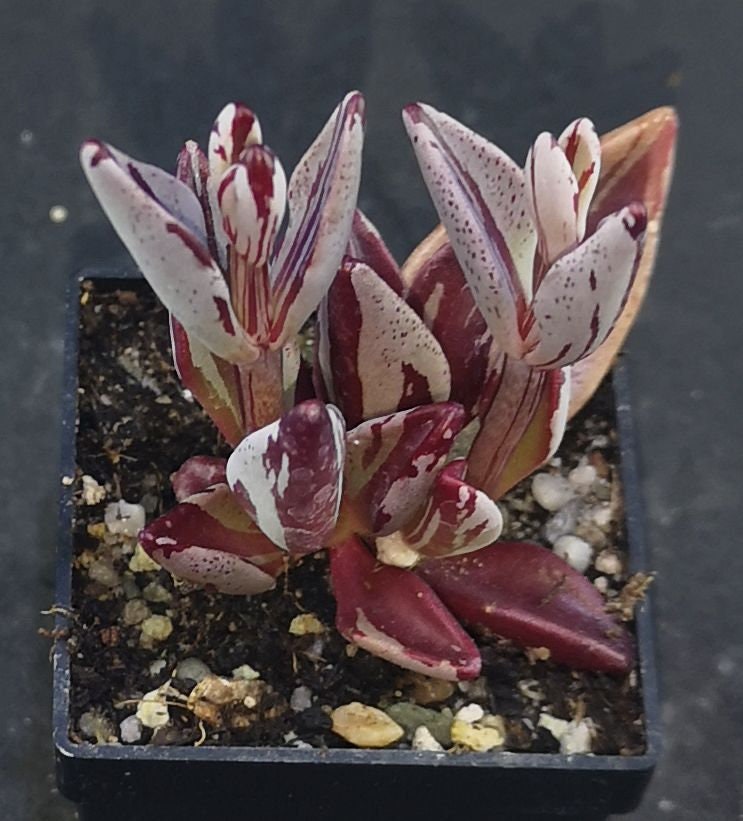 Lenophyllum guttatum 'RED VARIEGATED', read description!