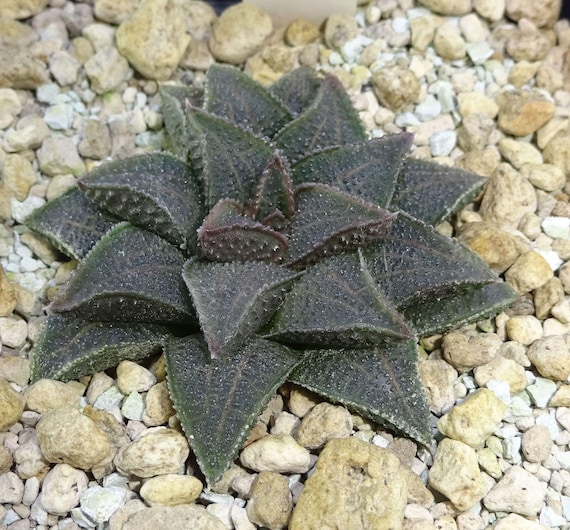HW102 Haworthia Koelmaniorum Var. Mcmurtryii Groblerdar SW of