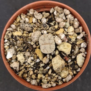 Lithops werneri C188