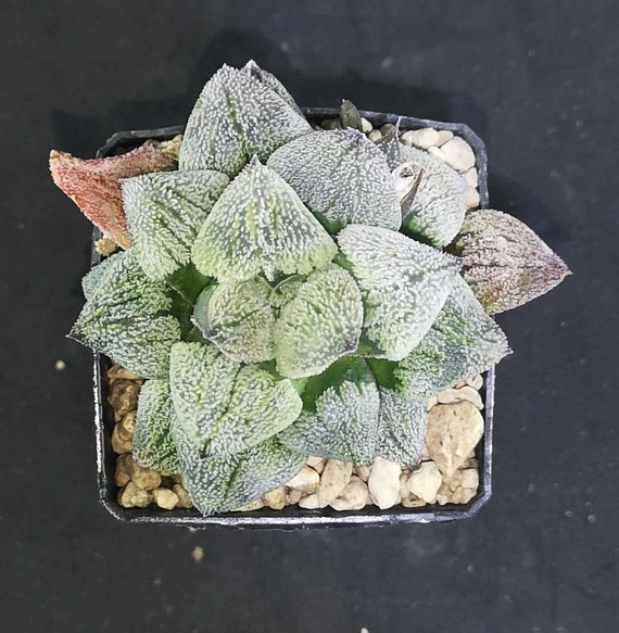 Haworthia Pygmaea 'YUKIHIME' XXL 3! Read Description! - Etsy