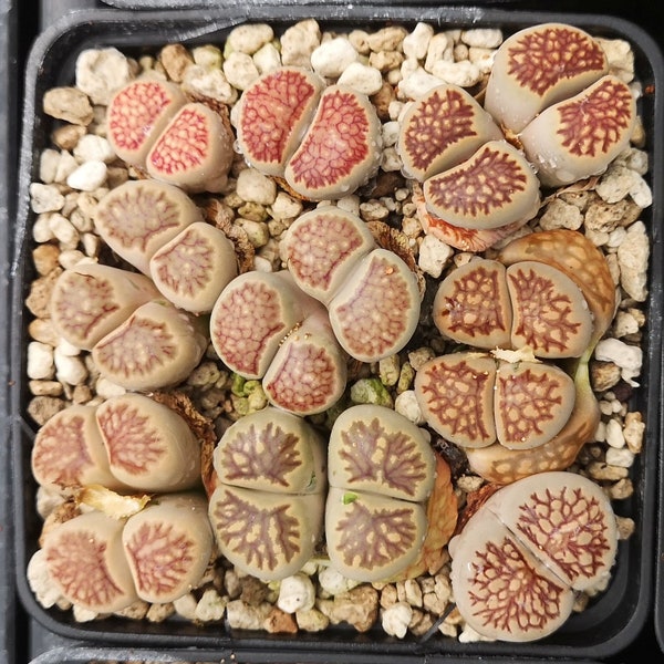 ME019 Lithops julii kikushogiyoku seeds , read description!