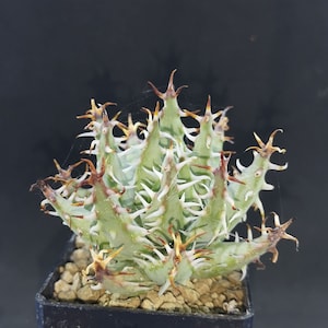 Aloe erinacea, rarity!