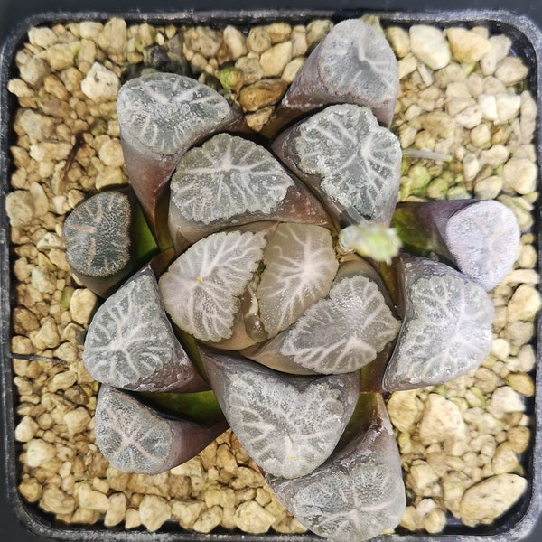 Haworthia maughanii 'CINDERELLA' real plant!