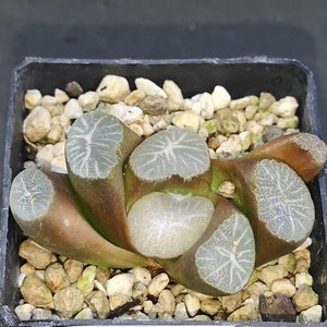 Haworthia maughanii &#39;TAIHO&#39; Read description!