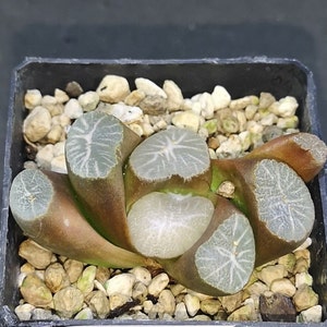 Haworthia maughanii 'TAIHO' Leer descripción!