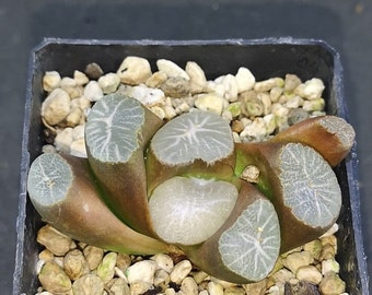 Haworthia maughanii 'TAIHO' Read description!