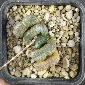 Haworthia truncata &#39;BLACK WOUTERS&#39; &#39; KUROBUTAI&#39;  唐稣波 &#39; real plant!
