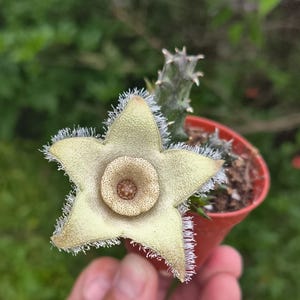 Può includere: Un fiore succulento a forma di stella con petali giallo-verde pallido, una superficie ruvida e sottili peli bianchi lungo i bordi. Il centro presenta un motivo circolare maculato nelle tonalità del marrone e del crema.