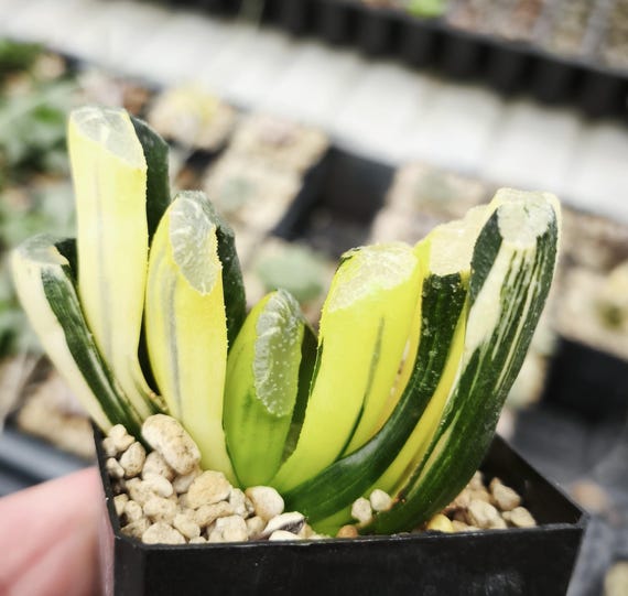 Haworthia Truncata Variegated XXL! Read Description! - Etsy New Zealand