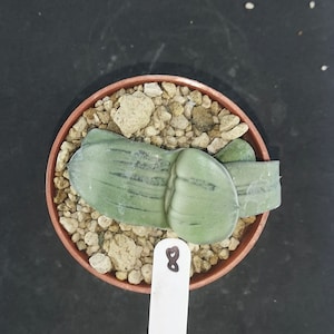 ガステリア「ISOMATSU」「BLUE OX」ハイブリッド XXL サイズの植物! 説明を読んでください!