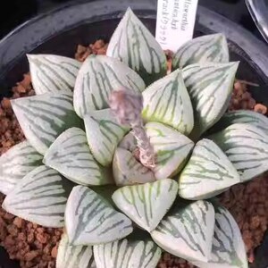 HW540 Haworthia mutica &#39;CRACK&#39;