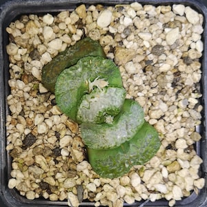 Haworthia truncata &#39;DAIKOKU&#39;