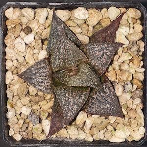 HW106 Haworthia esterhuizenii DMC 10246, TL, E. of Albertinia