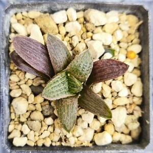 HW102 Haworthia koelmaniorum var. Mcmurtryii, hybride de Koelmaniorum HW349, motif brun